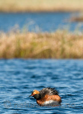 BB 09 0109 / Podiceps auritus / Horndykker